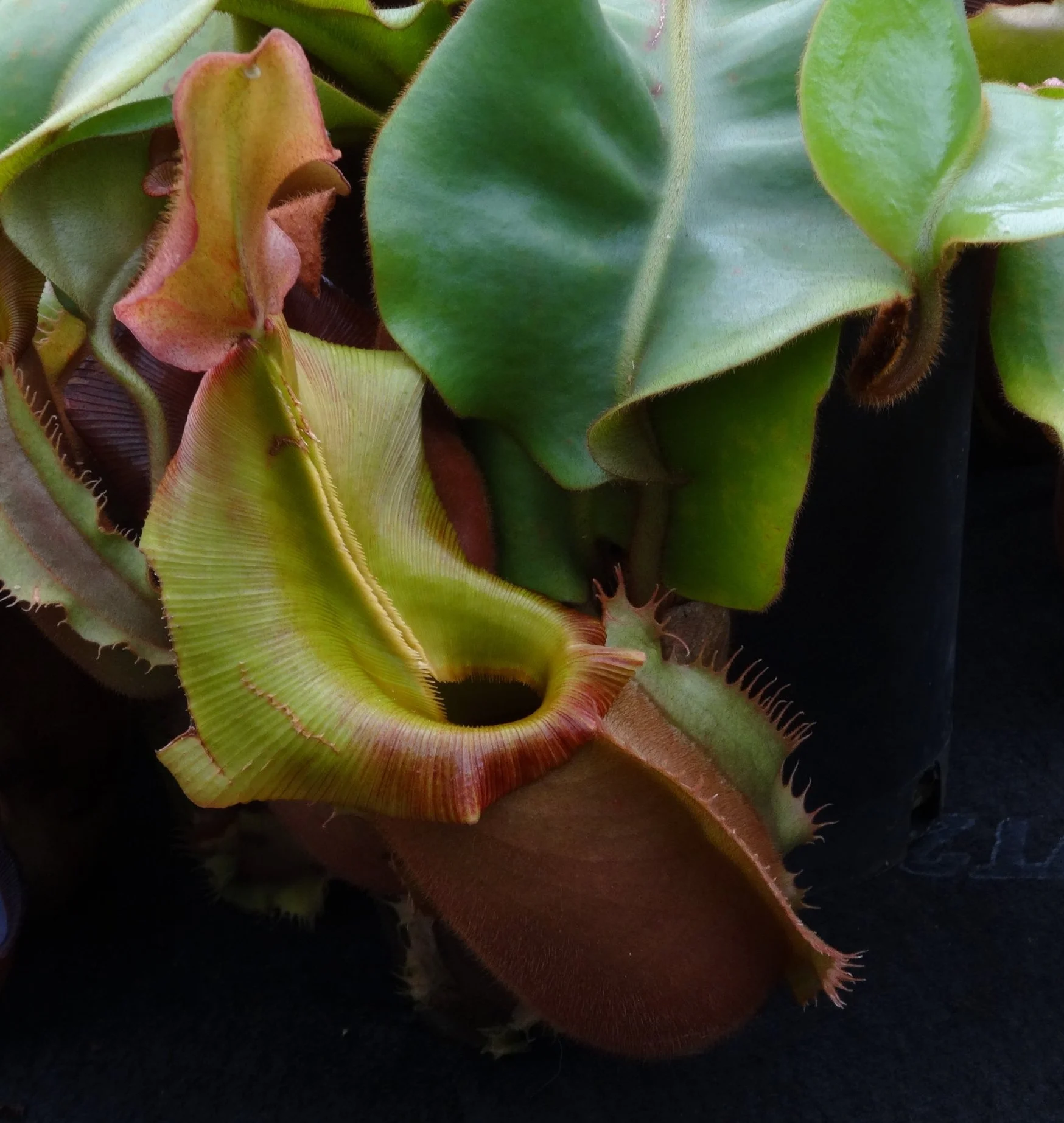 Nepenthes veitchii — Exotica Esoterica